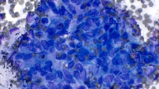 cytology imagery.